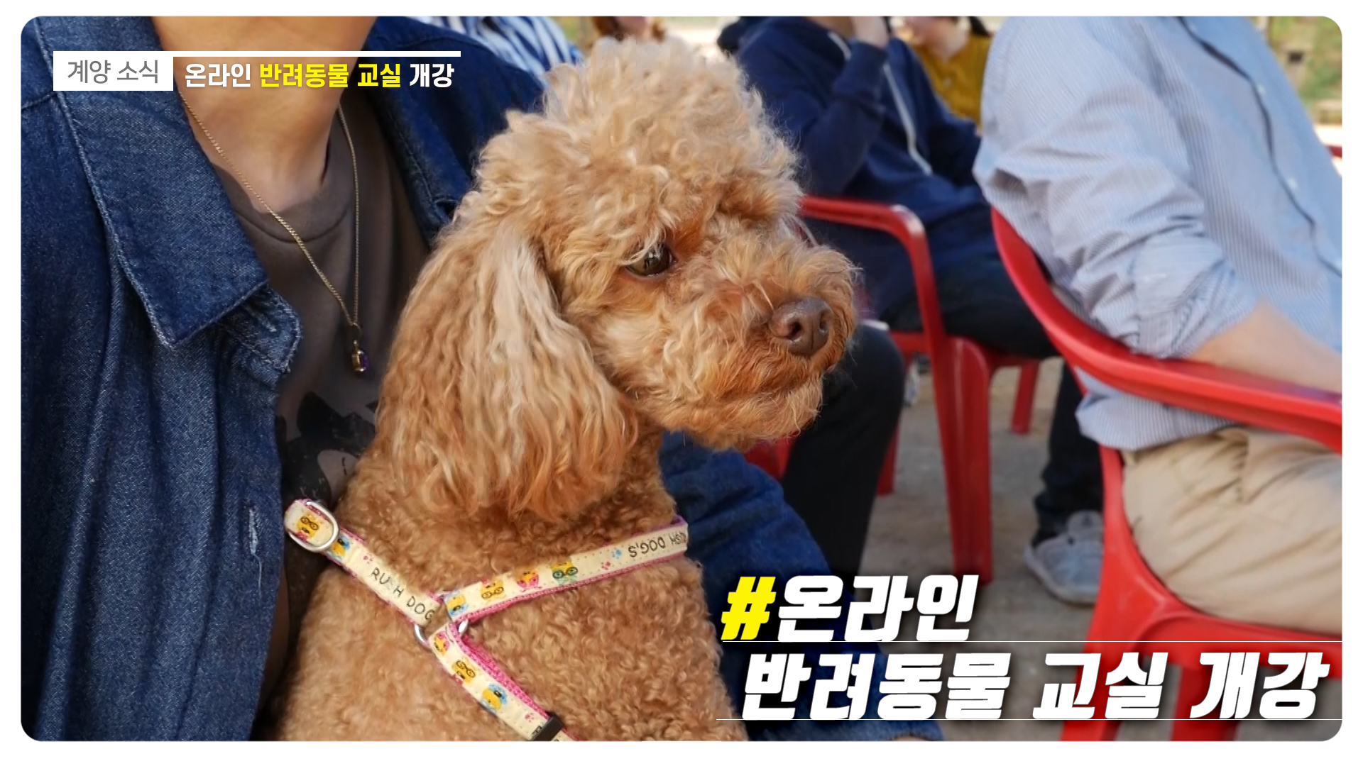 계양구, 온라인 반려동물 교실 개강_[2020.11.4주]