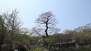 푸른 기운 가득한 영종도 대표 산, 백운산