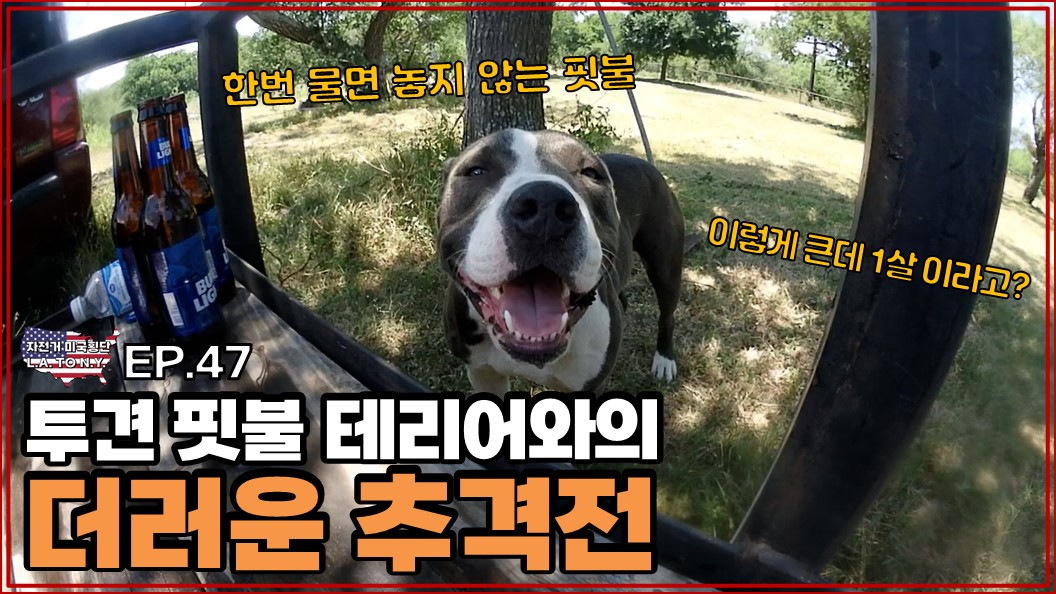 투견 핏불테리어가 휴식 중이던 여행자에게 접근해서 소지품을 강탈한 사건 [미국횡단 자전거여행_EP.47]